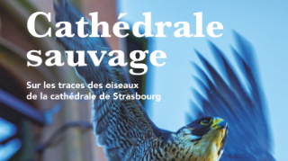 Film "La cathédrale sauvage"