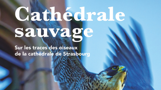 Film "La cathédrale sauvage"