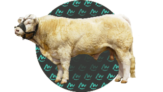 Présentation ESPACE IA Charolais Univers