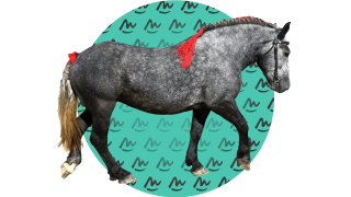 Rappels Laitons, bandes Percheron