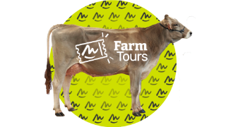 03 - Élevage bovin lait Brune