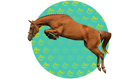 Selle-Français 3 ans saut en liberté