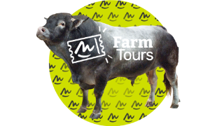 02 - Élevage bovin viande Bazadais