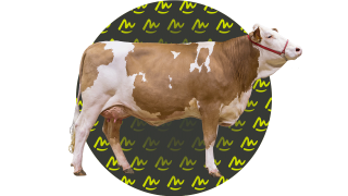 Concours National Simmental