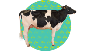 Concours Prim'Holstein