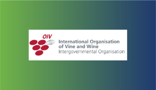 Bubbling Over: trends and insights into the global and South African sparkling wine market