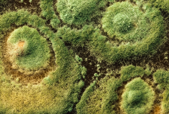 Comprendre et utiliser le Trichoderma sp