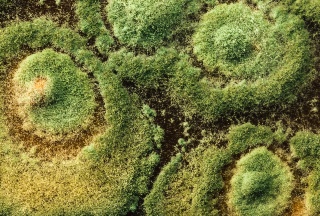 Comprendre et utiliser le Trichoderma sp