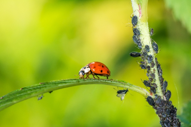 Compatibilité des solutions de biocontrôle : le rôle clé des tests de confrontation