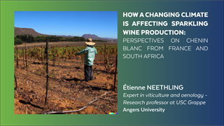 Cómo afecta el cambio climático a la producción de vino espumoso: Perspectivas del Chenin blanc en Francia y Sudáfrica