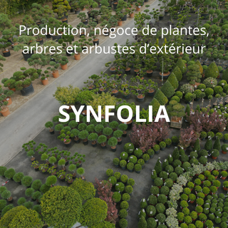 SYNFOLIA
