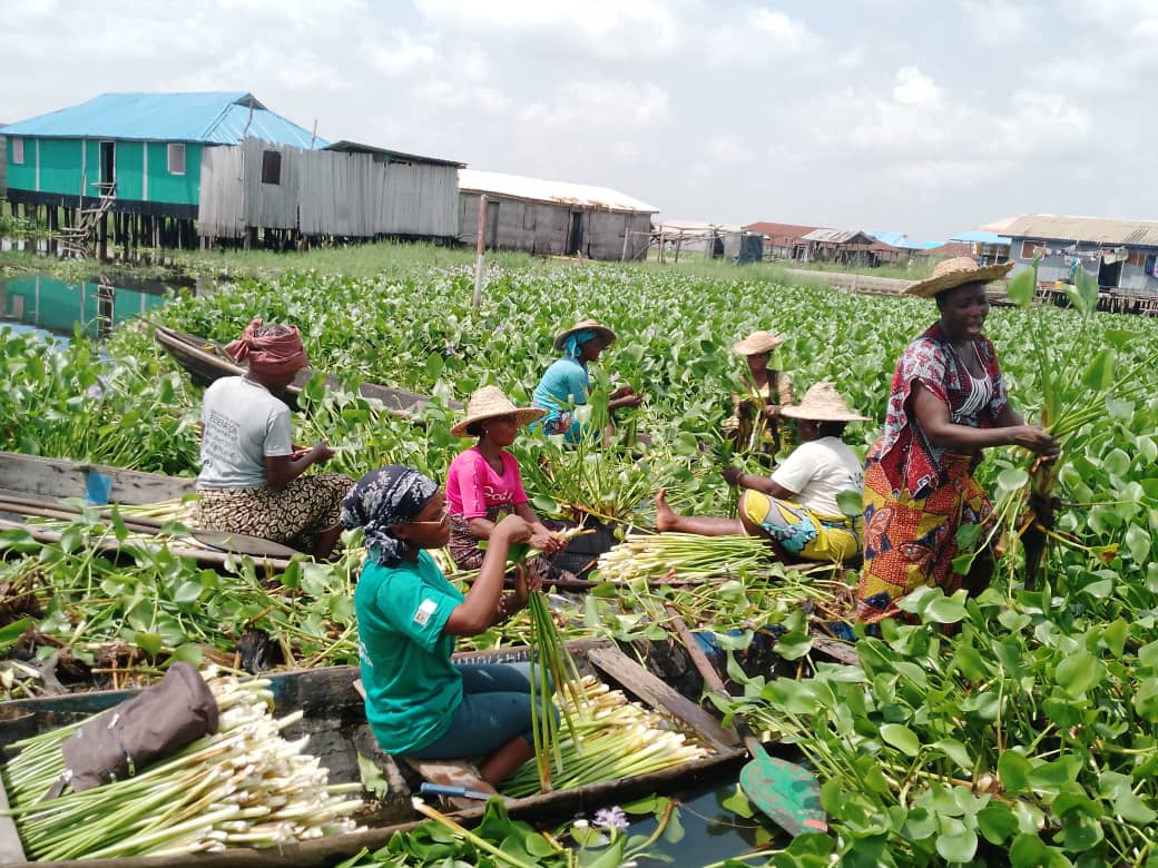 Projet Route de la Jacinthe d'Eau
