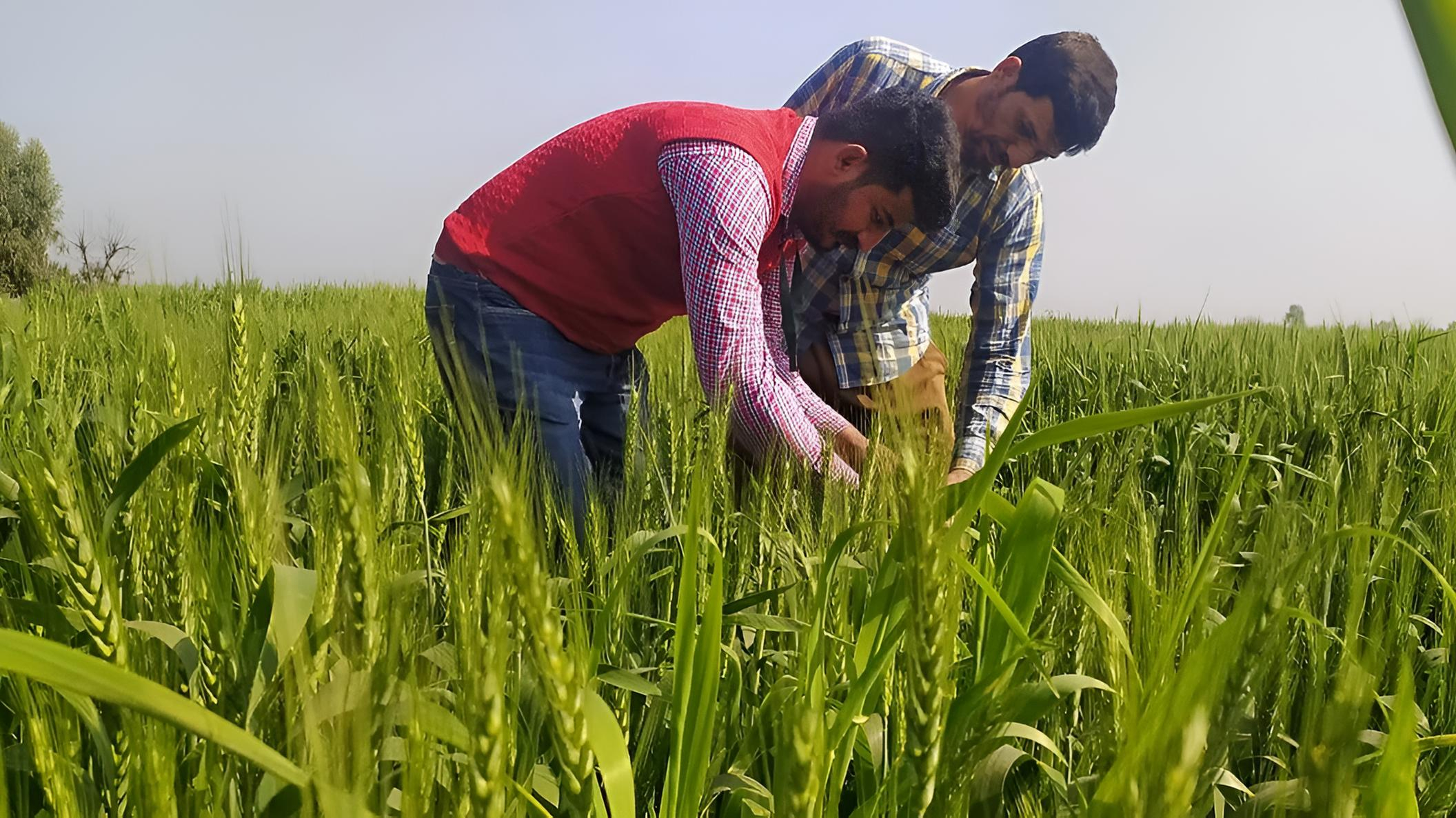 Scaling Regenerative Agriculture