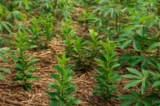 Agroforesterie et Reforestation Communautaire