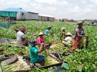 Projet Route de la Jacinthe d'Eau