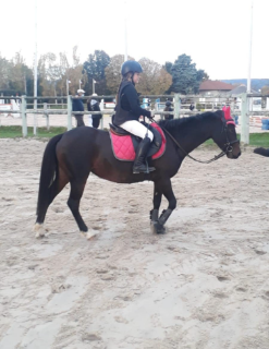 Animations équitation