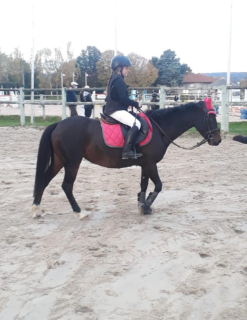 Animations équitation