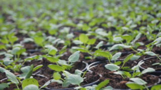 MULTIPLICATION DES VEGETAUX