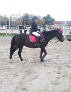 Animations équitation