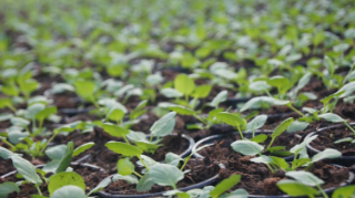 MULTIPLICATION DES VEGETAUX