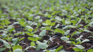 MULTIPLICATION DES VEGETAUX