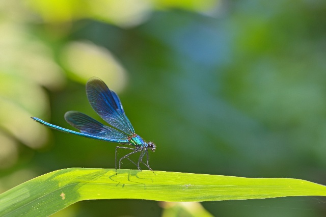 Santé et biodiversité, tout est lié ! Les ARB vous accompagnent