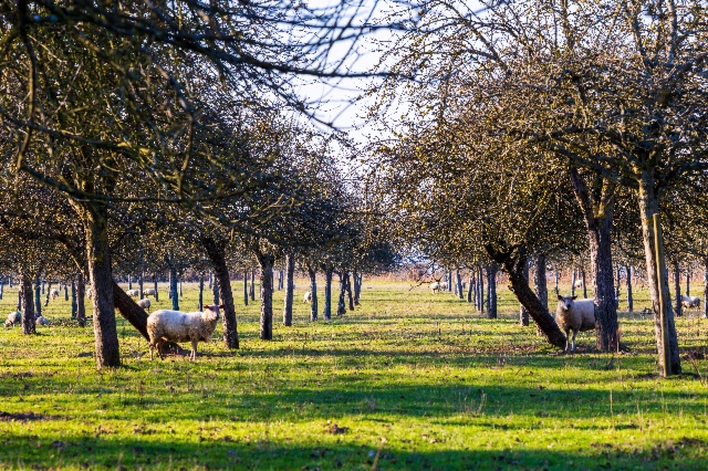 Agriculture : Santé humaine et santé environnementale 