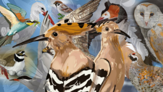 Exposition « Les oiseaux de bonheur »