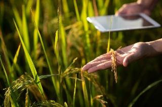 Measuring carbon footprints of agri-food products