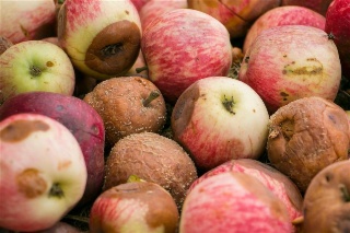 Food loss and waste: From ambitions to outcomes