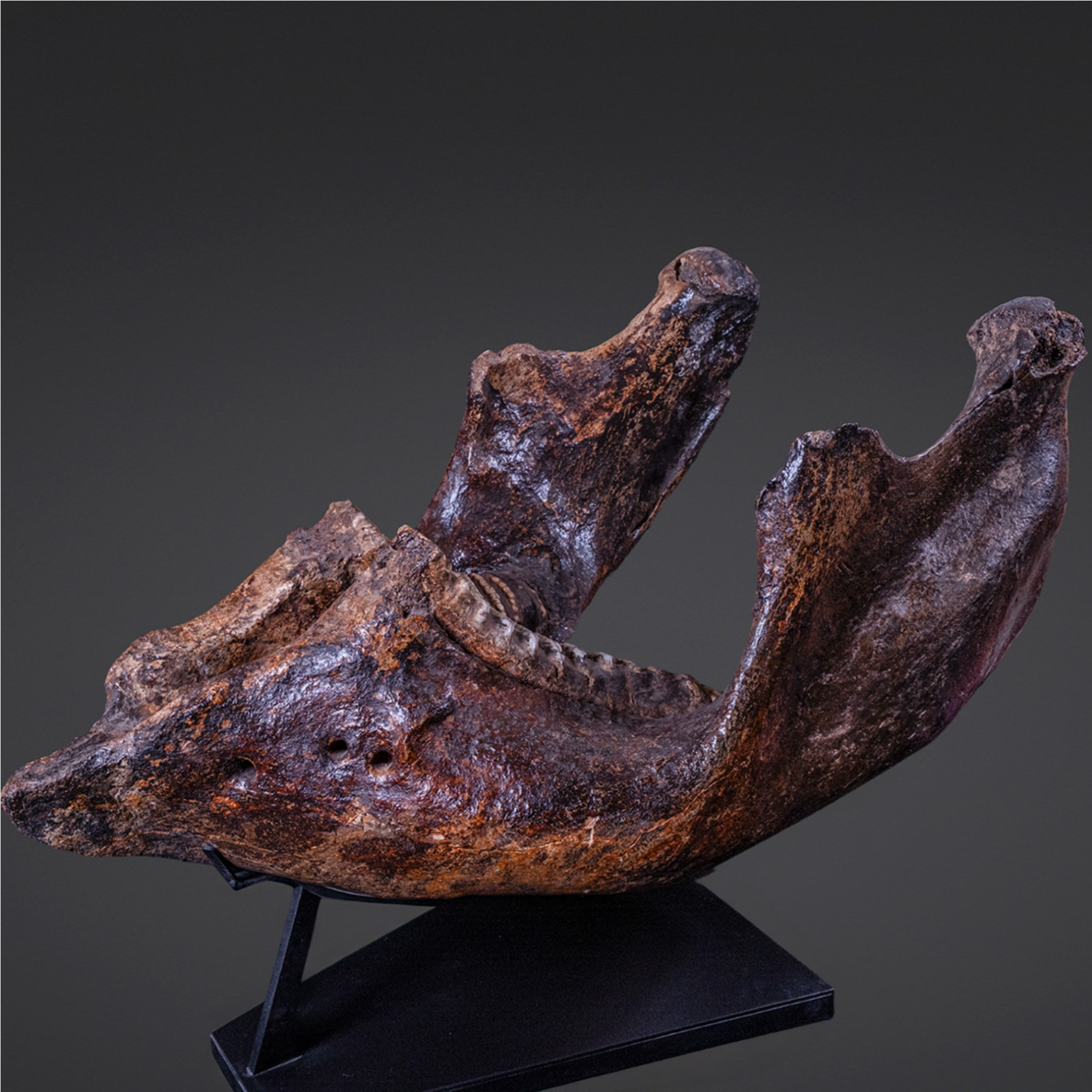 International Paleo Vault