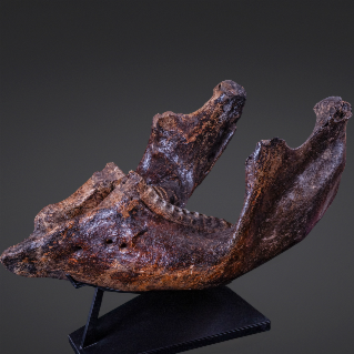International Paleo Vault
