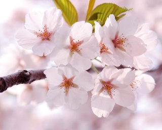 SAKURA - fleurs de cerisier - avec petite création surprise