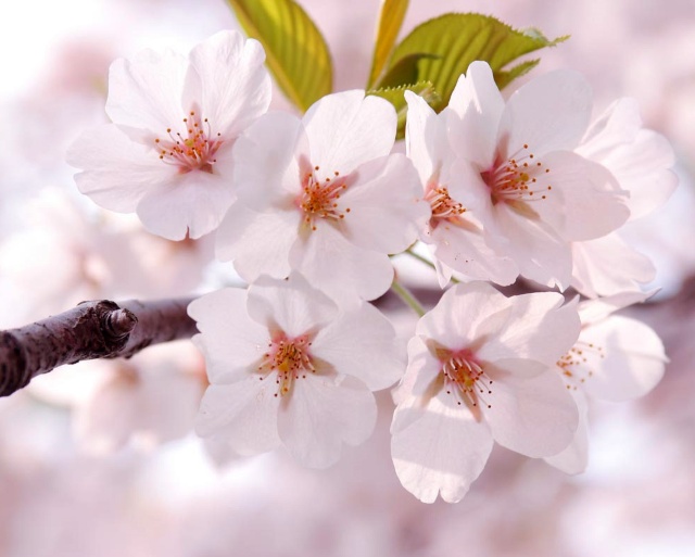 SAKURA - fleurs de cerisier - avec petite création surprise