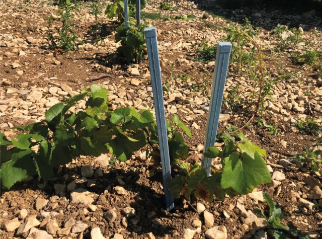 Le tuteur à vigne Tutofi 