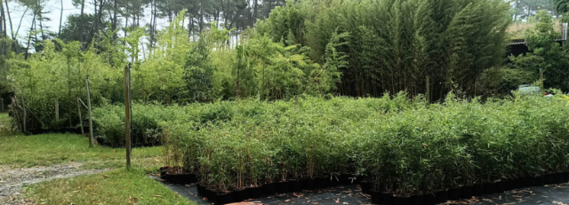 Supply of bamboo plants