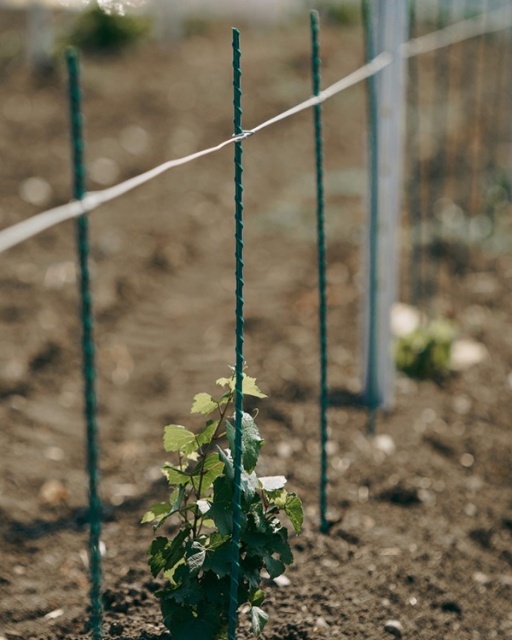 Composite rods for young grapes