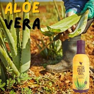 ALOE VERA