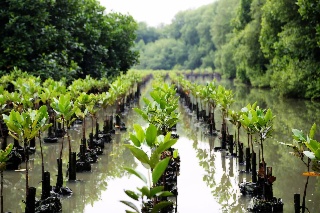 Session 4 | Building resilience through nature-based solutions 