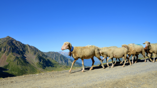 Quel avenir pour l’agriculture de montagne ? 
