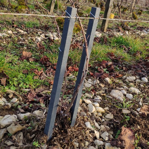 Le tuteur à vigne Tutofi